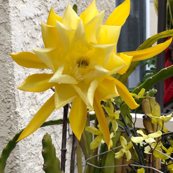 Meet your Posher, Ann - Picture 1 of 1